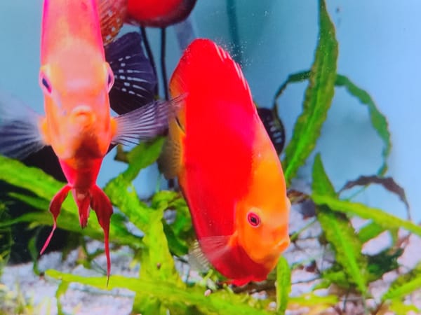 Tropical fish tanks and outdoor details from a Ukrainian backyard