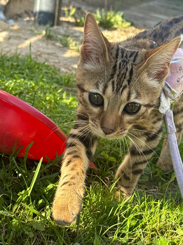 Two leashed cats in decorative harnesses explore a backyard in Rzhev