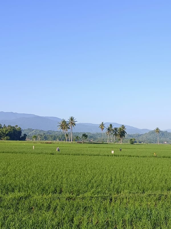 Lush rice paddies stretch out under clear skies in Kampungjumpa