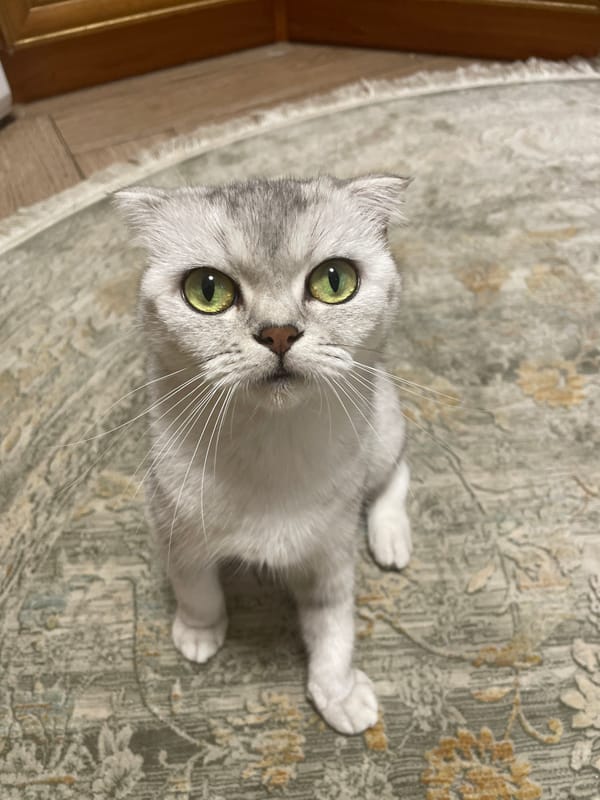 Scottish Fold cat at home in Kaspiysk, June 2026