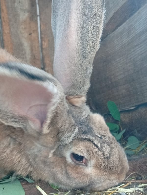 Midsummer garden life: animals, flowers, and ripening fruit