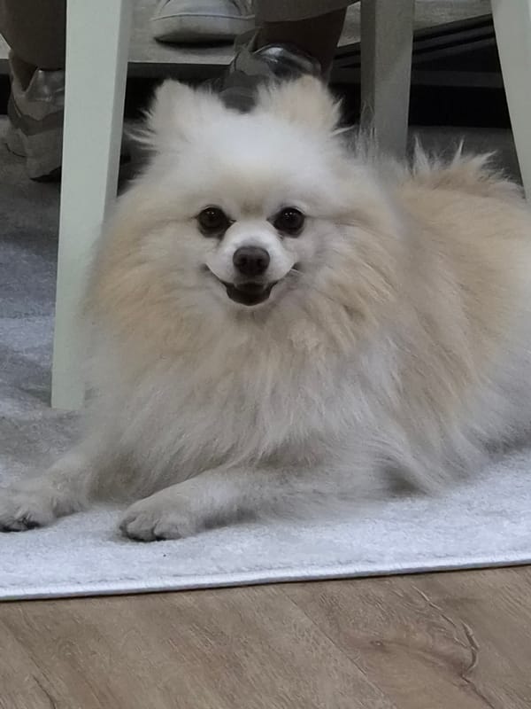 Smoke spotted near church in Portuguese village Tamel