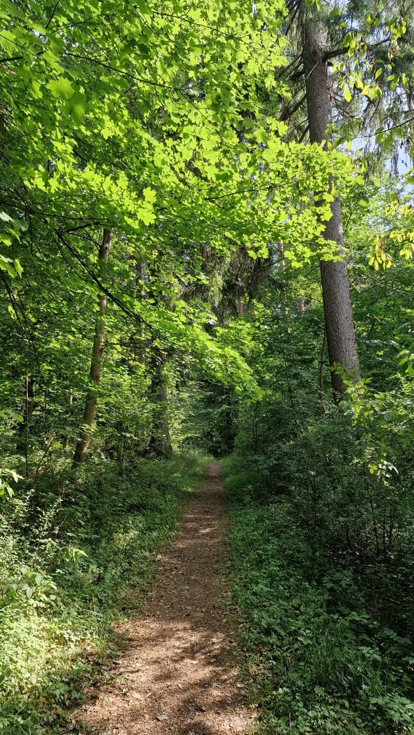 Afternoon forest walk with a German Shepherd in Villingen-Schwenningen
