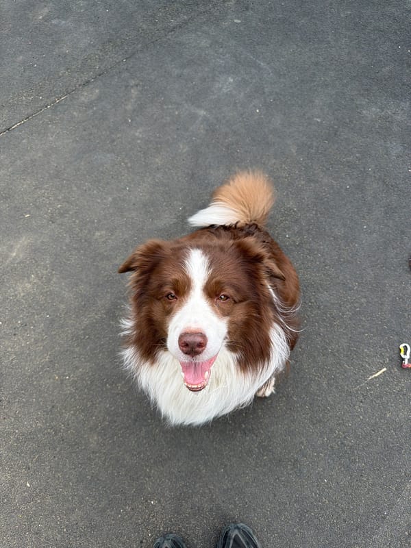 Dog plays at outdoor hockey rink during early morning hours
