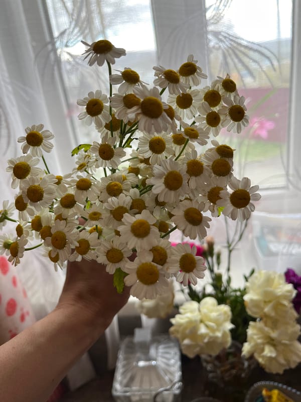 Person holds daisy bouquet with sleeping cat in Petropavlovsk-Kamchatsky
