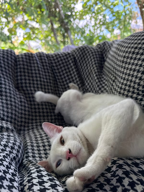 Koh Phangan cats napping, lounging, and playing on a quiet morning