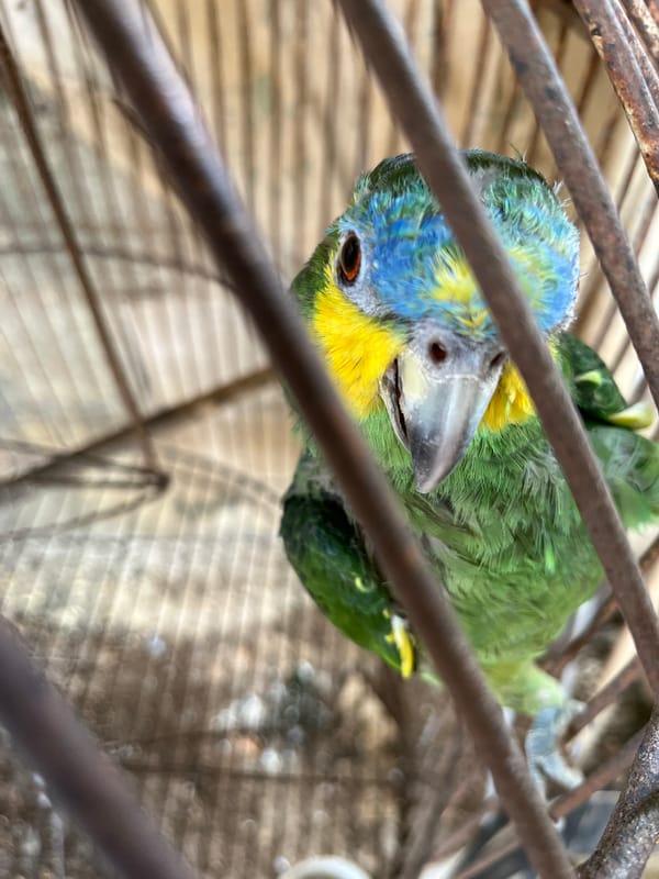 Caged colorful bird observed alongside resting sheep in Tinaquillo