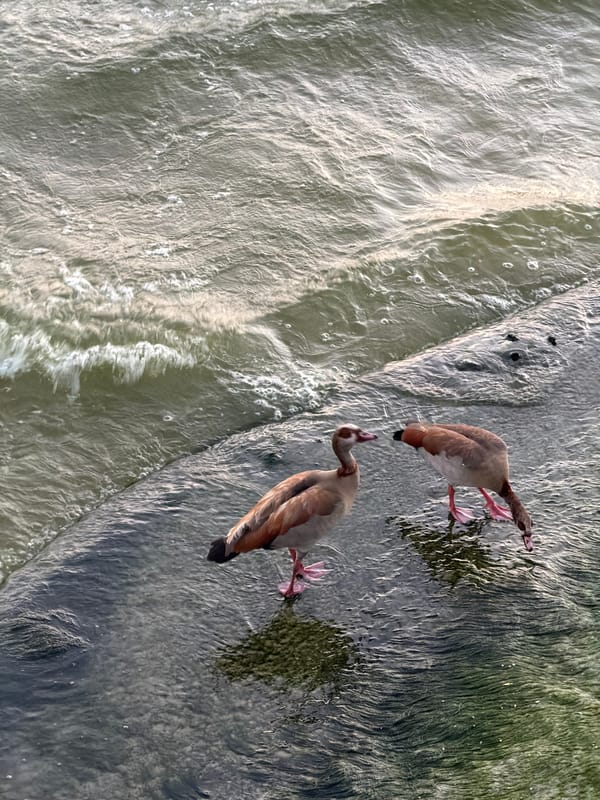 Tel Aviv waterfront at dusk: birds, bikes, and beach life