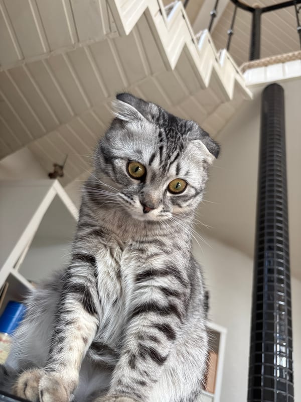 Morning moments in Perm: cat portrait and outdoor selfies