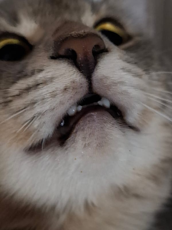Gray tabby cat photographed on window sill in Novi Sad