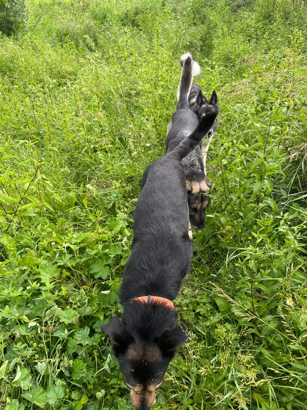 Pack of dogs relaxing and playing in a Nizhny Tagil yard