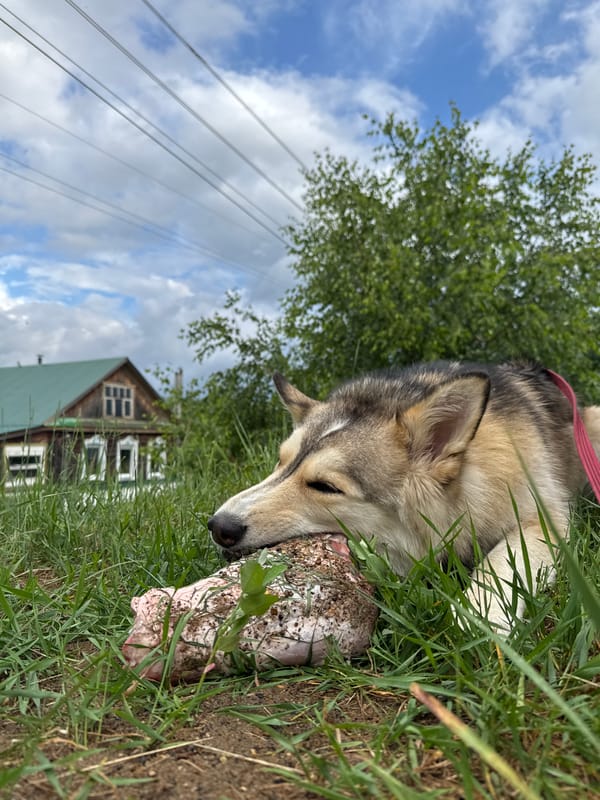 Summer day documented in Noviy, Russia: woman, dog, rainbows