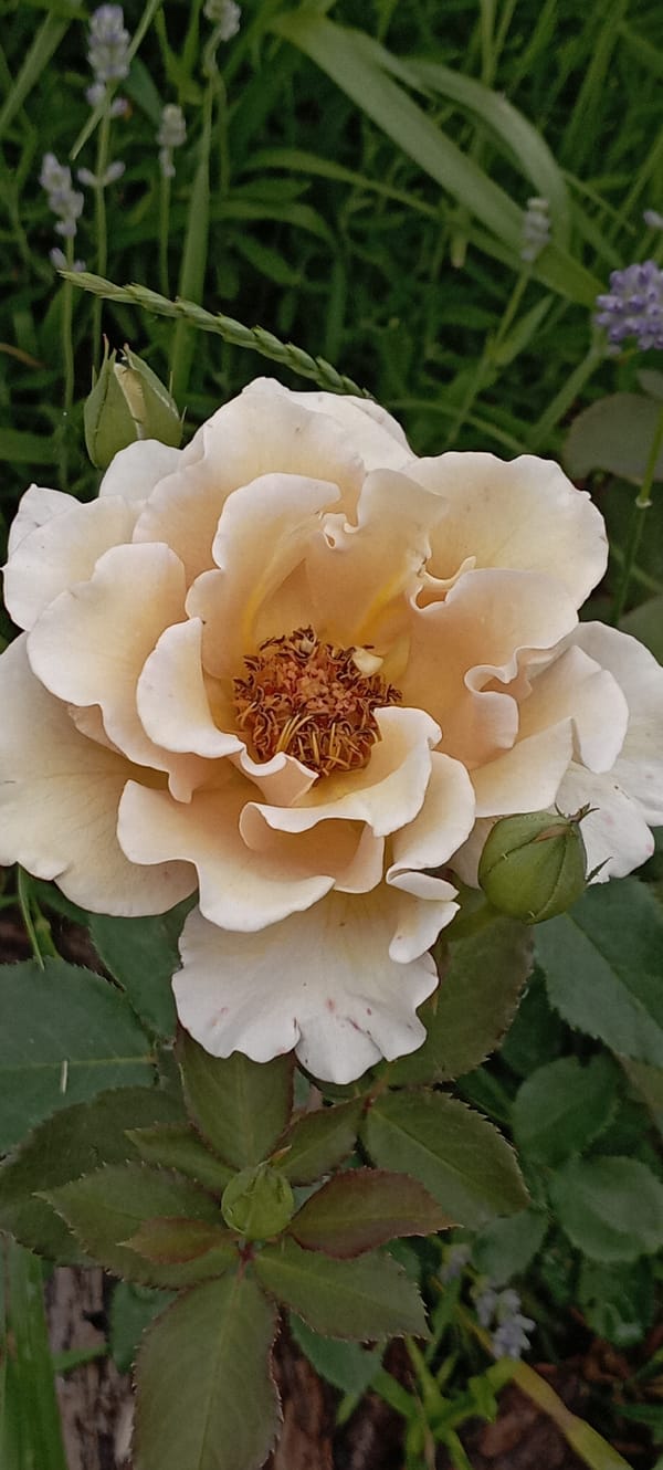 Rose garden documented in bloom in Radisne, Ukraine