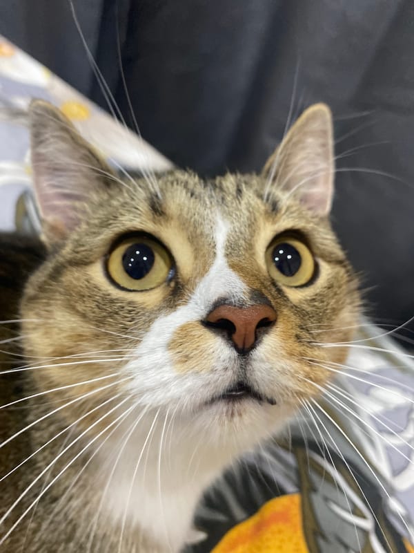 Tabby cat stares down the camera in an upside-down close-up