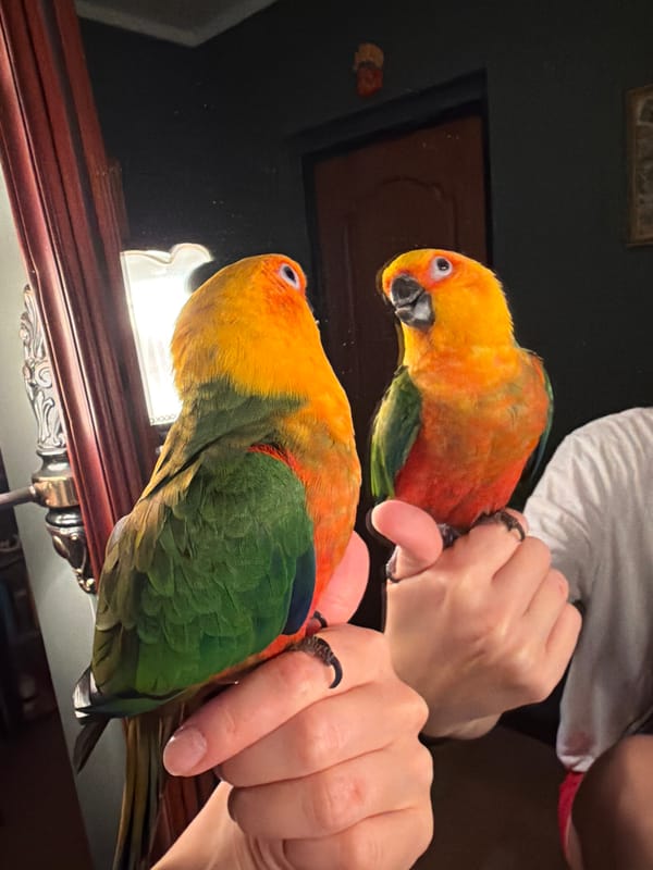 Afternoon in Khimki: parrots, selfies, and city streets