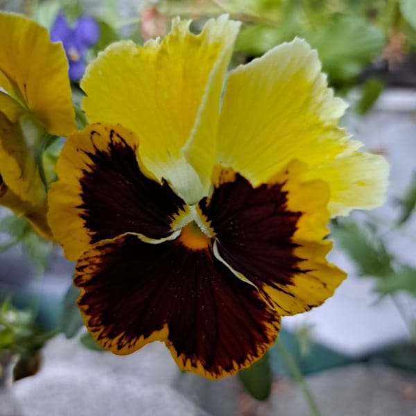 Close-up garden florals: hydrangeas, pansies, and clematis in bloom
