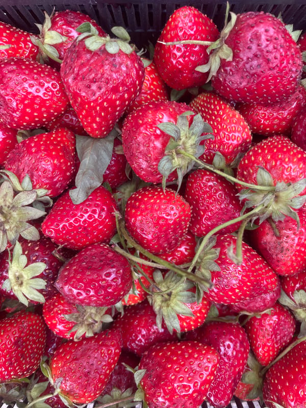 Fresh summer fruit on display at a Saint Petersburg market