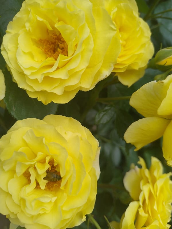 Rose garden blooms documented in early morning Kropyvnytskyi