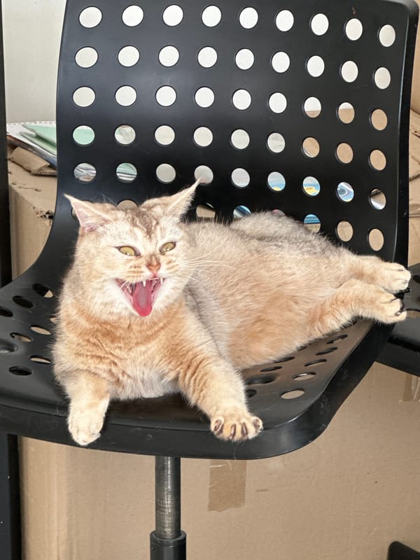 Cat lounges in office chair, woman rests nearby