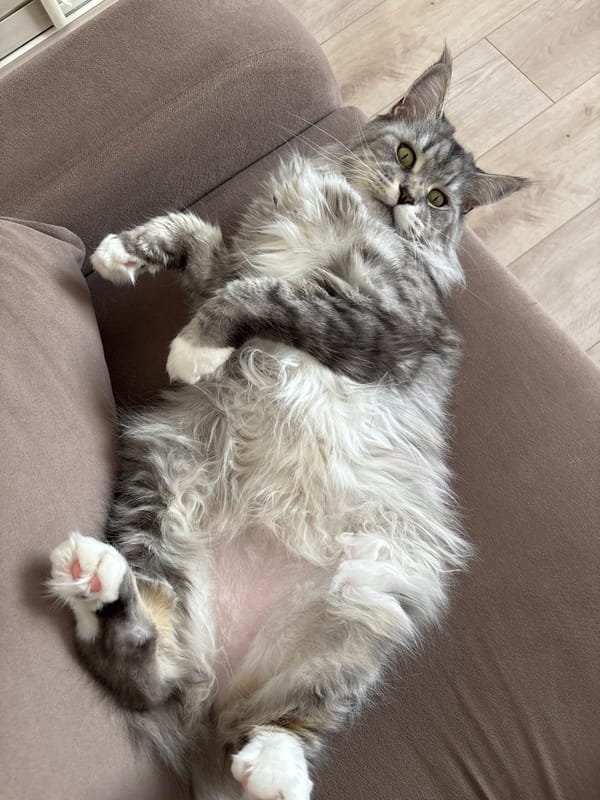 Lazy afternoon with pets and blooming garden in Kazan