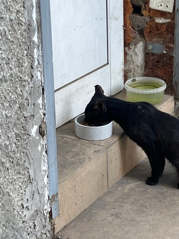 Black cat eating from a bowl on a stoop in Malo Konare
