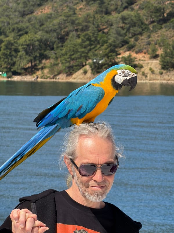 Blue macaw spotted with tourists on Fethiye boat trip