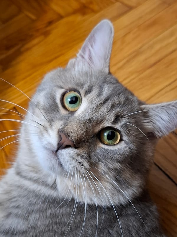 Gray tabby cat documented in multiple indoor locations, Novi Sad