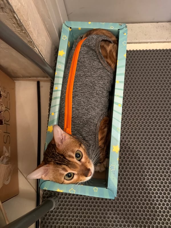 Bengal cat rests in star-decorated box in Saint Petersburg