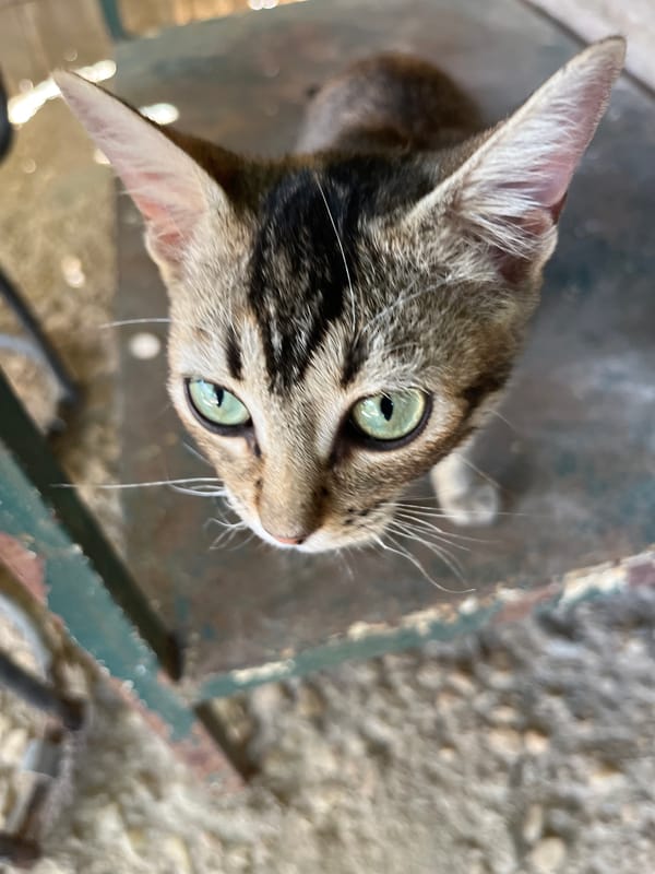 Wildlife moments captured in Tinaquillo, Venezuela