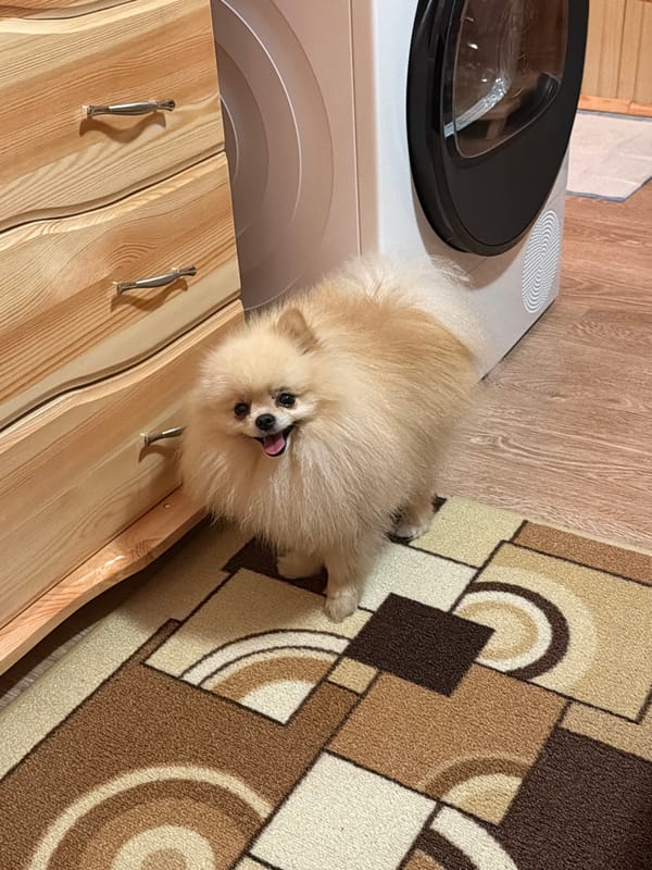 Pomeranian dog rests at home in Bulgarian village