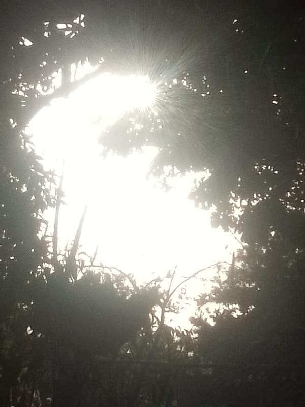 Sunlight creates starburst effect through tree canopy in Venezuela
