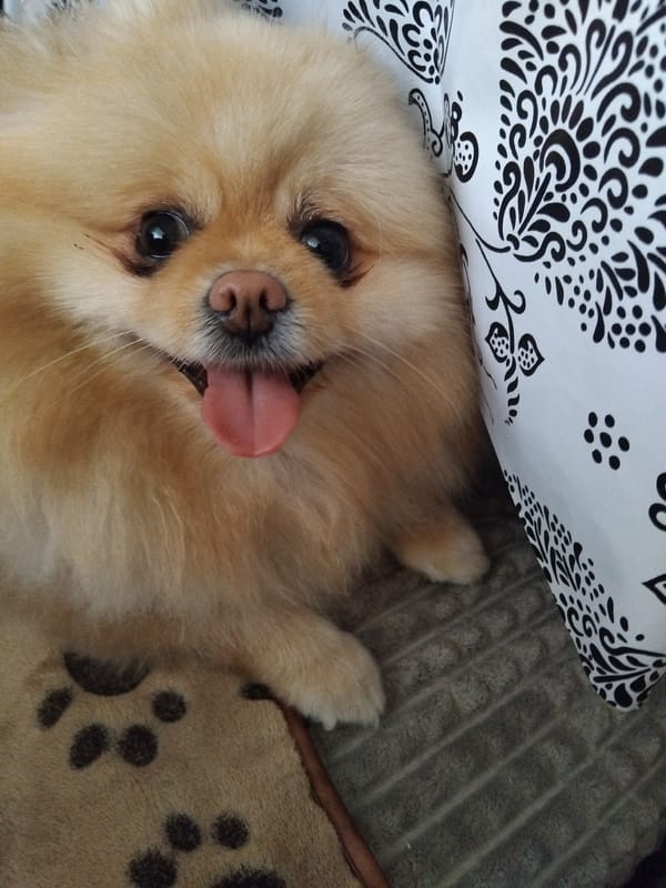 Fluffy Pomeranian dog rests indoors in Bulgarian town