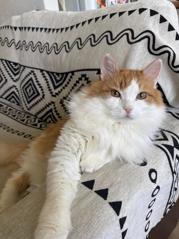Two cats photographed in Zheleznogorsk home early morning