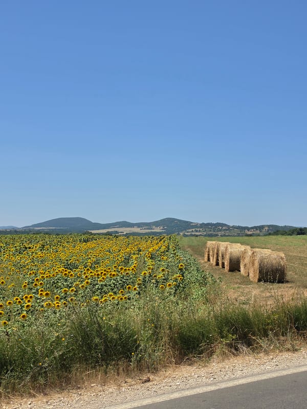 Summer harvest drive through sunflower and hay country