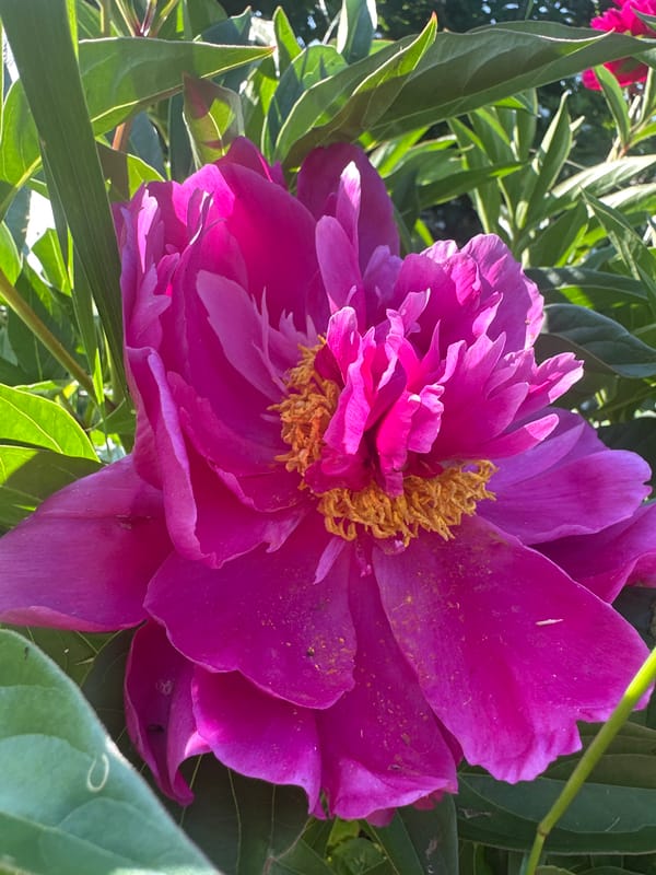 Flowers, honey, and garden details from a Yaroslavka morning