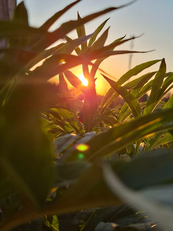 Sunlight through leaves observed in Karsha, Russia