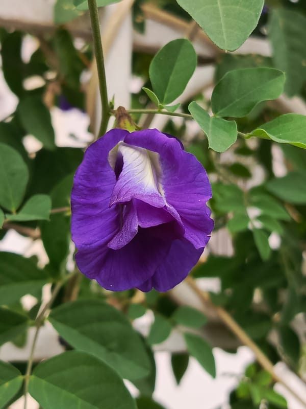 Evening nature photography session documented in Tinaco, Venezuela