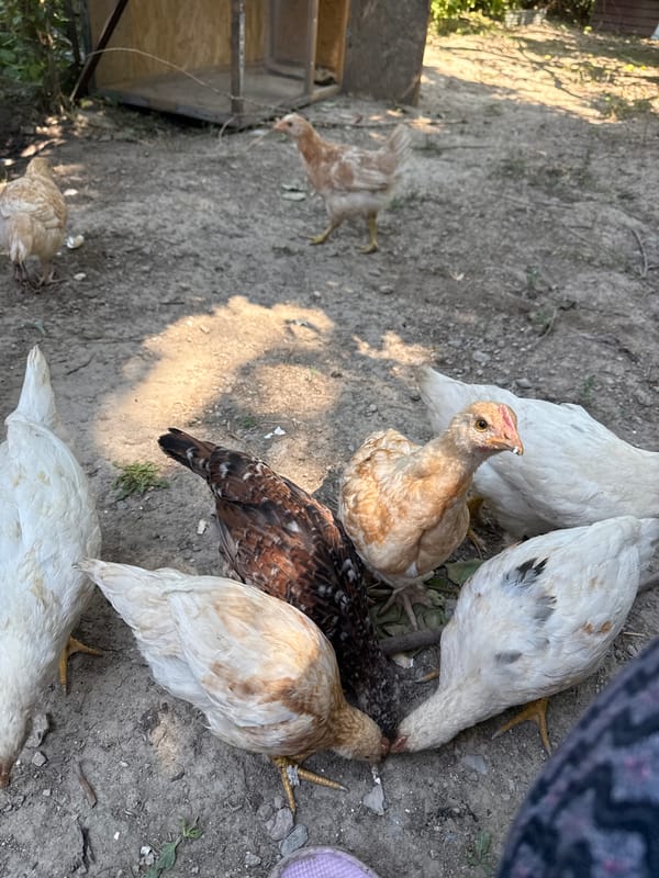 Chickens, corn, and greenery in a Kyrgyz backyard