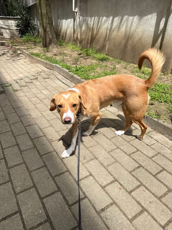 Morning dog walk with protein shake in Sofia