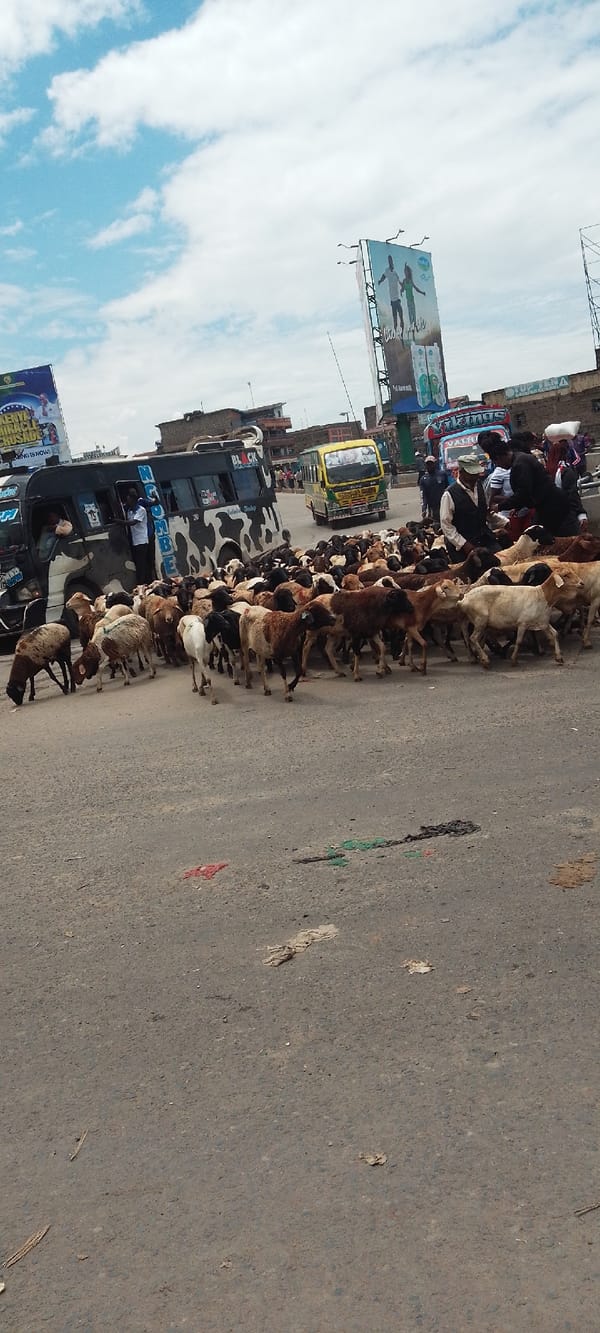 Large livestock herd moves through Nairobi street scene