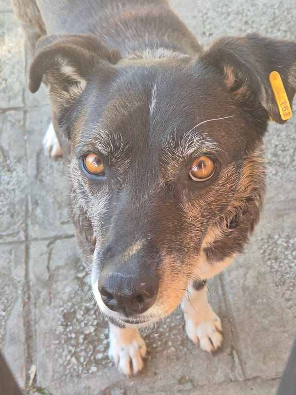 Street animals documented across Pavlikeni, Bulgaria