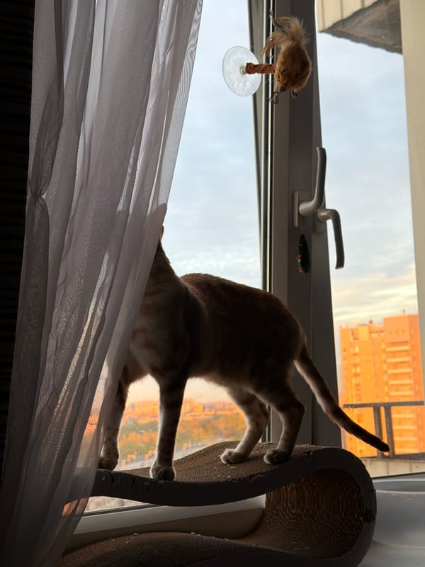 Cat stretches and plays on Russian window sill