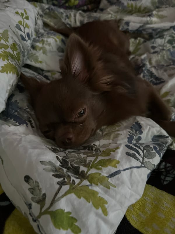 Chihuahua lounging across bedroom textiles in Vaasa