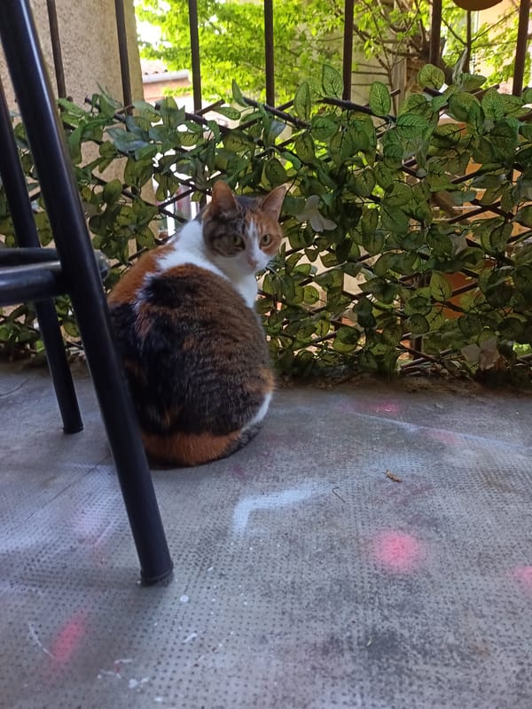 Toulouse resident documents cats and home life moments