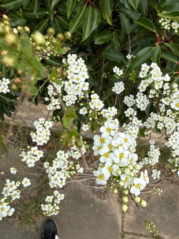 Spring scenes captured across Norfolk: flowers bloom, palms sway