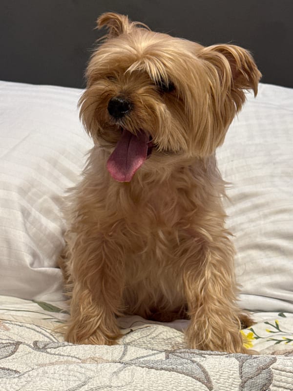 Yorkshire Terrier captured on bed during evening in Almaty home
