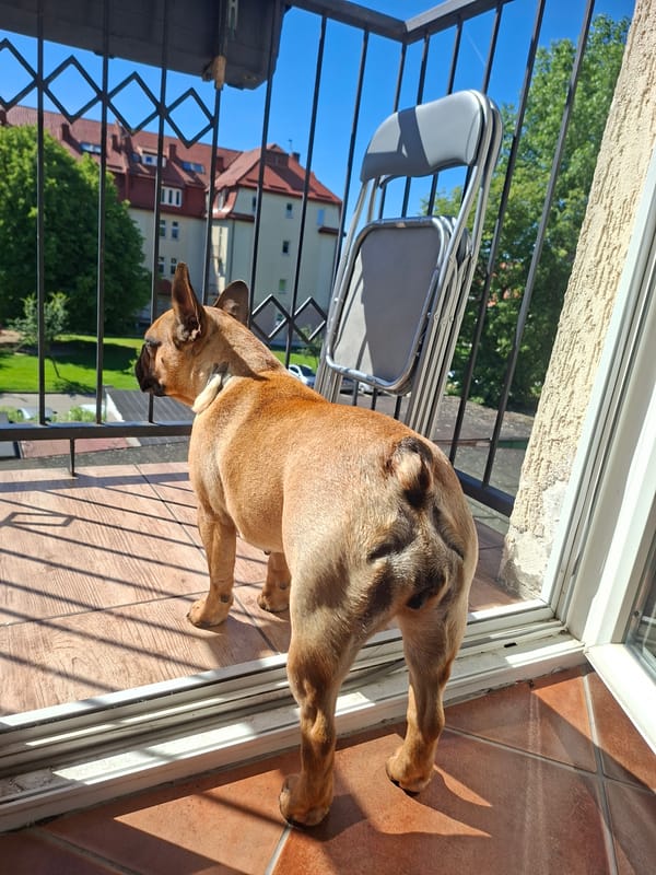 Lazy summer morning at home in Ełk with a French bulldog