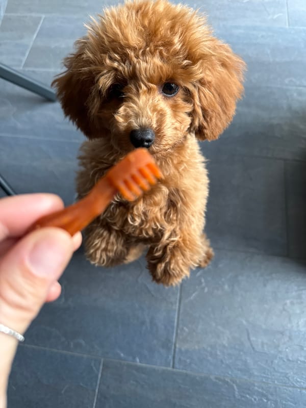 Dog grooming moment captured in Marum home