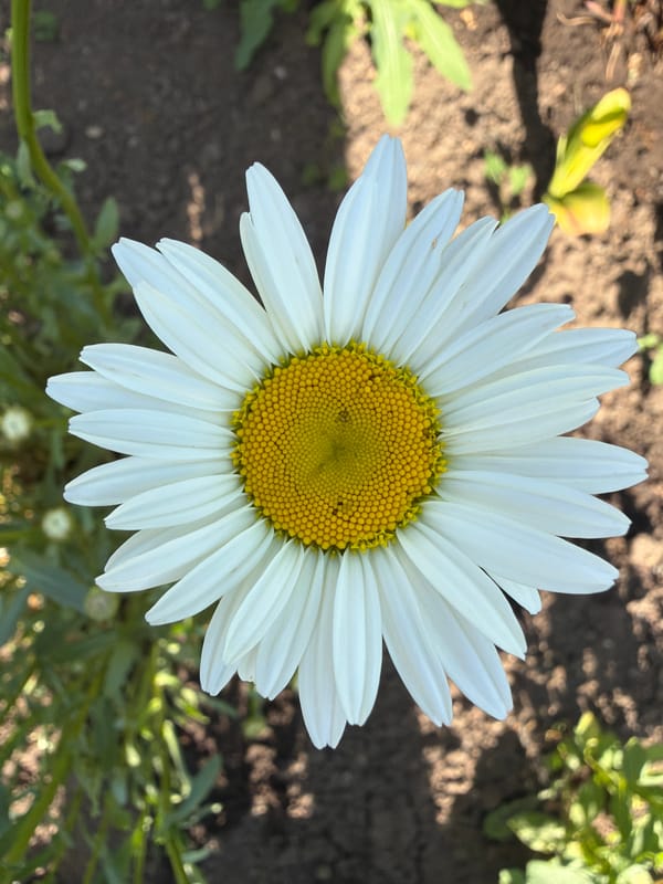 Spring Garden Documentation Captures Diverse Flowering Plants in Bloom