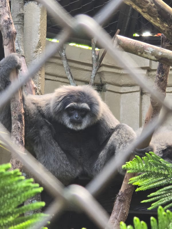 Grey gibbon spotted resting on branch in zoo enclosure